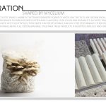 Shaped By Mycelium